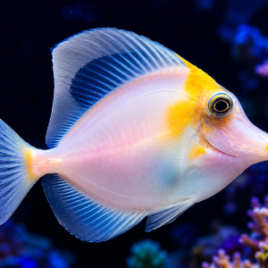 fish demo (Copy)