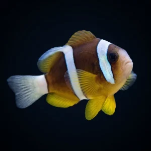 Clarkii Clownfish