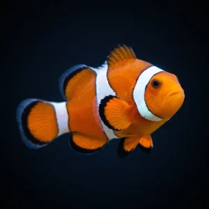 Ocellaris Clownfish