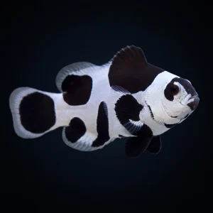 Black Storm Clownfish