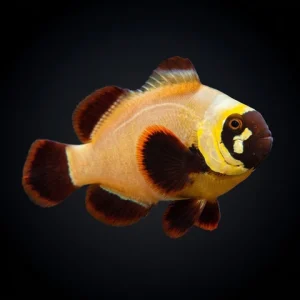 Gold Nugget Maroon Clownfish
