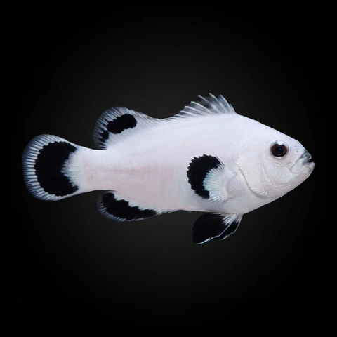 Snowflake Ocellaris Clownfish